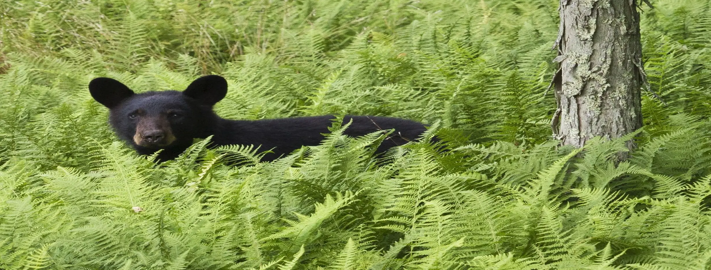 Image for Nature Encounter